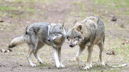 Der Umgang mit dem Wolf - ein zäher Dauer-Konflikt zwischen Politik und Verbänden in Brandenburg. (Archivbild) / Foto: Soeren Stache/dpa-Zentralbild/dpa