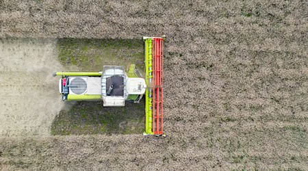 Die Wetterextreme beeinflussen die Qualität der Ernte. (Symbolbild) / Foto: Patrick Pleul/dpa