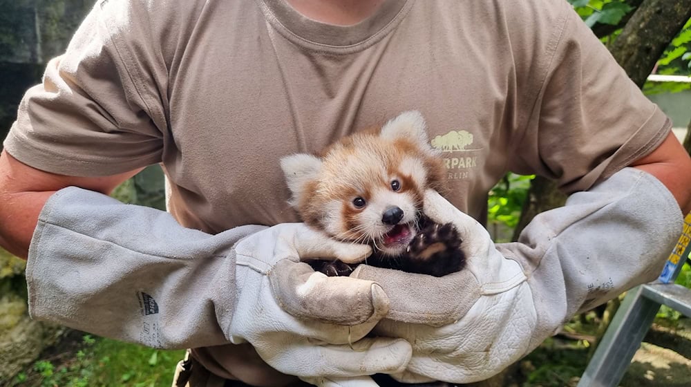 Rote Pandas ernähren sich hauptsächlich von Bambus.  / Foto: Tierpark Berlin/Zoo Berlin/dpa
