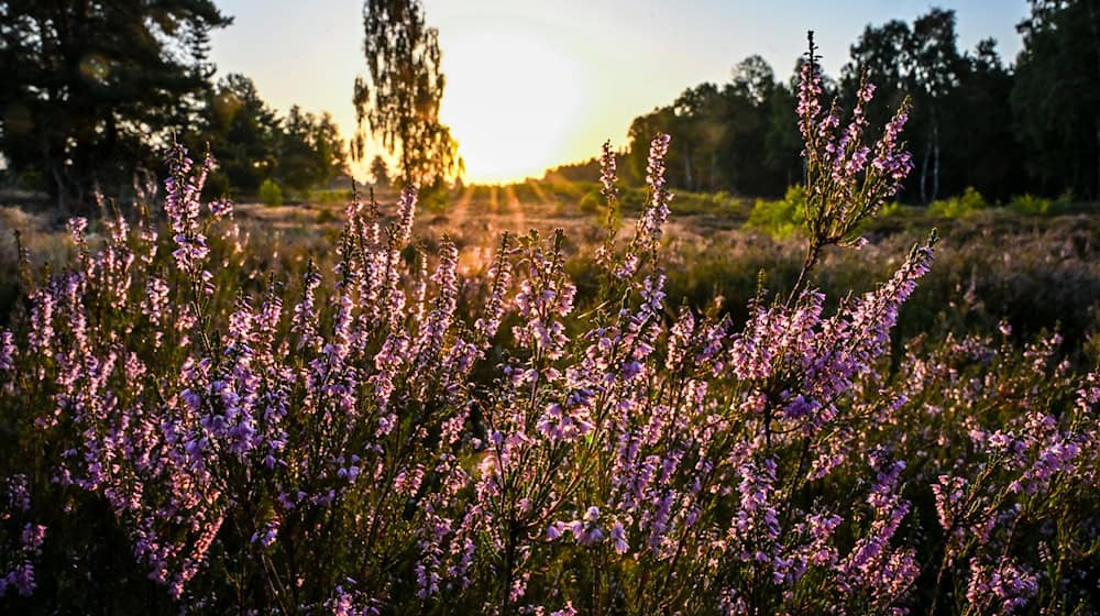In der Kyritz-Ruppiner Heide blüht derzeit das Heidekraut. / Foto: Jens Kalaene/dpa