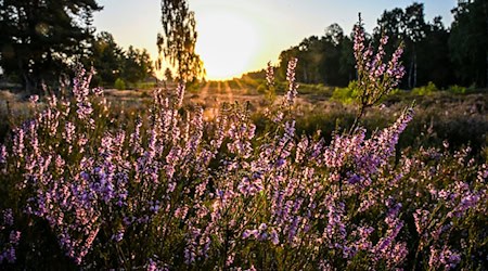In der Kyritz-Ruppiner Heide blüht derzeit das Heidekraut. / Foto: Jens Kalaene/dpa