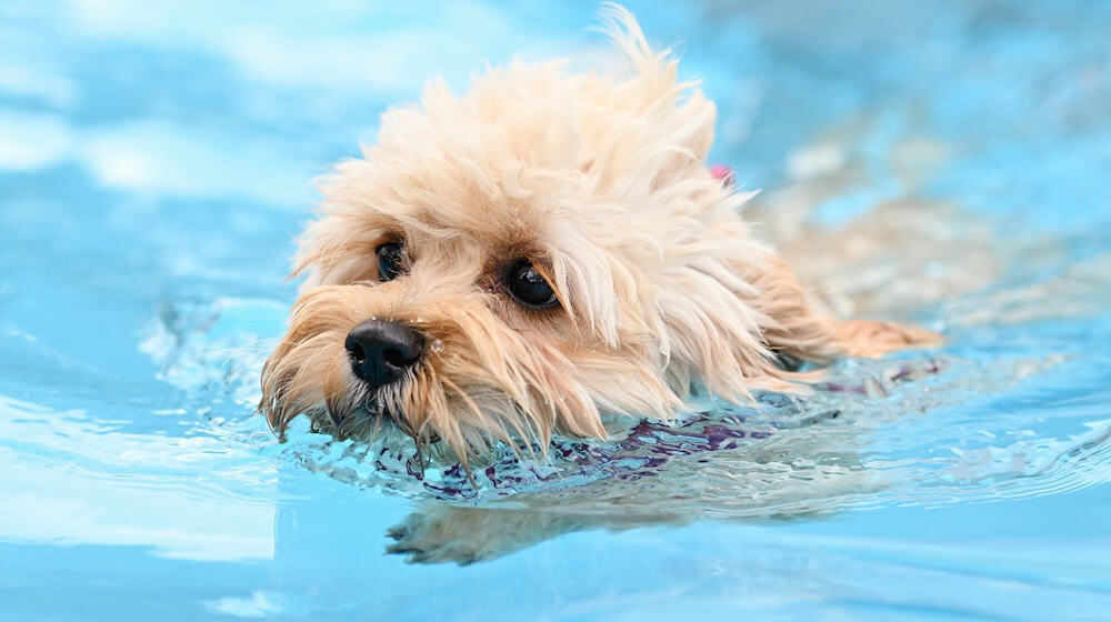 Erstmals dürfen zum Saisonabschluss auch in Berlin Hunde in zwei Freibädern ins Wasser. (Symbolbild) / Foto: Uwe Anspach/dpa