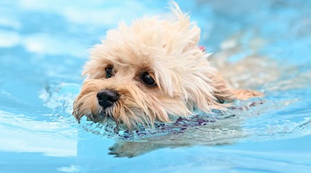 Erstmals dürfen zum Saisonabschluss auch in Berlin Hunde in zwei Freibädern ins Wasser. (Symbolbild) / Foto: Uwe Anspach/dpa