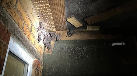 In Berlin finden sich Fledermäuse an verschiedenen Orten, auch an der Zitadelle Spandau. / Foto: Alina Schmidt/dpa
