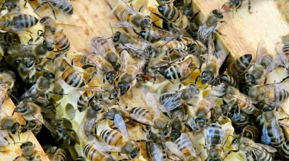 Die Bienen sind immer in Bewegung. (Archivbild) / Foto: Alina Grünky/dpa