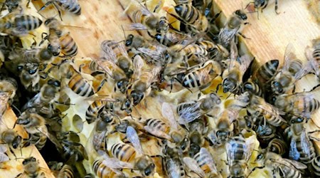Die Bienen sind immer in Bewegung. (Archivbild) / Foto: Alina Grünky/dpa