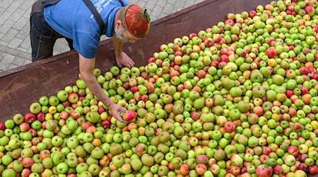 Dieses Jahr bringt eine gute Apfelernte - das spüren Mostereien jetzt schon.  / Foto: Patrick Pleul/dpa