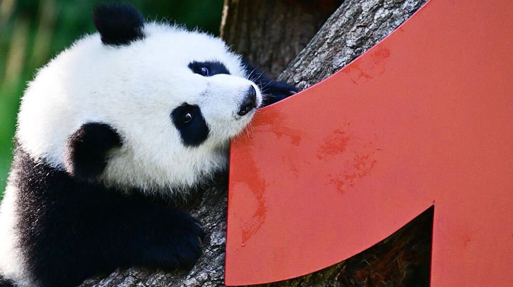 Vor einem Jahr kamen die Pandabären Leni und Lotti zur Welt. / Foto: Sebastian Christoph Gollnow/dpa
