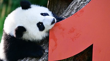 Vor einem Jahr kamen die Pandabären Leni und Lotti zur Welt. / Foto: Sebastian Christoph Gollnow/dpa