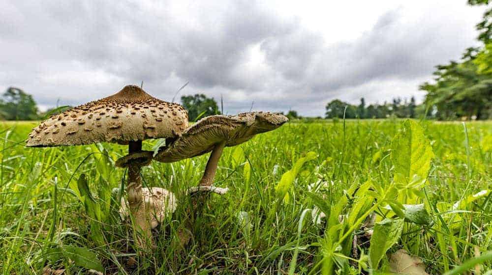 Die Pilze zeigen sich nach dem Regen der letzten Tage häufig in Südbrandenburg. (Archivbild) / Foto: Frank Hammerschmidt/dpa