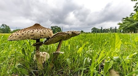 Die Pilze zeigen sich nach dem Regen der letzten Tage häufig in Südbrandenburg. (Archivbild) / Foto: Frank Hammerschmidt/dpa