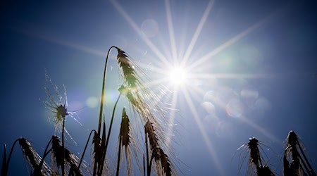 Sommerlich warm: Heute zeigt sich die Sonne in Berlin und Brandenburg fast ohne Unterbrechung. (Archivbild) / Foto: Christoph Soeder/dpa