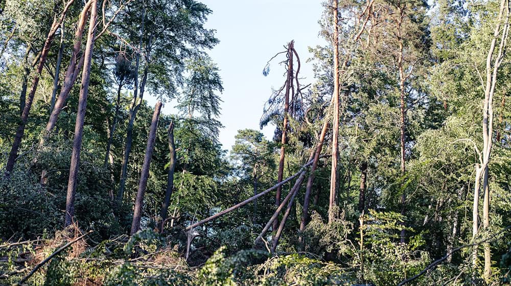 Mehrere Stürme hatten Ende Juni und im Juli schwere Schäden in den Tegeler und Spandauer Forsten angerichtet. (Archivbild) / Foto: Rainer Keuenhof/Berliner Forsten/dpa