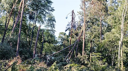 Mehrere Stürme hatten Ende Juni und im Juli schwere Schäden in den Tegeler und Spandauer Forsten angerichtet. (Archivbild) / Foto: Rainer Keuenhof/Berliner Forsten/dpa