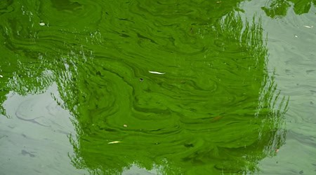 Blaualgen können sich bei warmem Wetter schnell vermehren. (Archivbild) / Foto: Jens Kalaene/dpa
