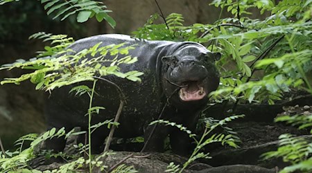 Zwergflusspferd Toni steht in ihrem Gehege im Zoo Berlin. (Archivbild)  / Foto: Philipp Brandstädter/dpa