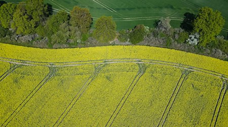 Die Erntemengen bei Winterraps werden in diesem Jahr voraussichtlich um 7,7 Prozent im Vorjahresvergleich steigen. (Archivbild) / Foto: Patrick Pleul/dpa/ZB