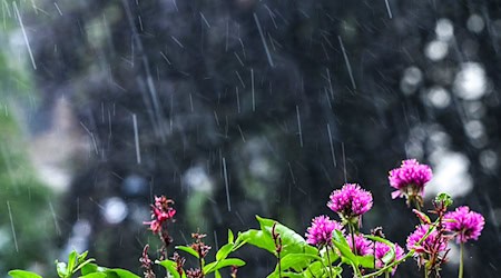 Regen und Wolken bestimmen den Sonntag – erst ab Mittwoch wird’s freundlicher. (Archivbild) / Foto: Jens Kalaene/dpa