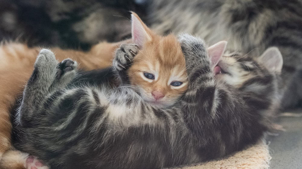 In der Urlaubszeit sind in Berlin Hunderte Tiere ausgesetzt worden, darunter auch viele Katzen und Hunde. (Foto - Illustration) / Foto: Sebastian Gollnow/dpa