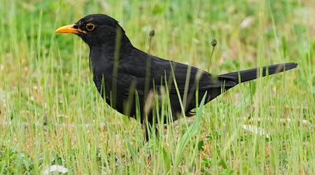 Die Amsel braucht naturnahe Gärten und Grünflächen. (Archiv) / Foto: Soeren Stache/dpa