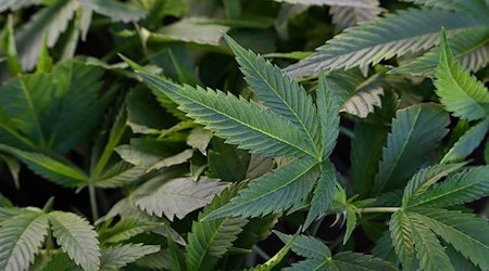 Ein angehender Pfleger hat Ärger wegen seines Backens mit Cannabis und soll vor Gericht kommen. (Symbolbild)  / Foto: Michael Brandt/dpa