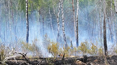 In der ersten Juli-Woche brach auf dem ehemaligen Truppenübungsplatz bei Jüterbog ein Waldbrand aus. (Archivbild) / Foto: Michael Bahlo/dpa