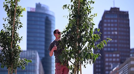 Die Initiative BaumEntscheid setzt sich für deutlich mehr Grün im Stadtbild ein.   (Foto - Illustration) / Foto: Soeren Stache/dpa
