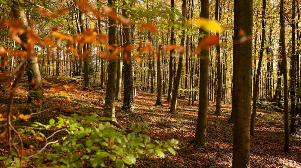 Natur kann idyllisch sein. (Archivbild) / Foto: Henning Kaiser/dpa