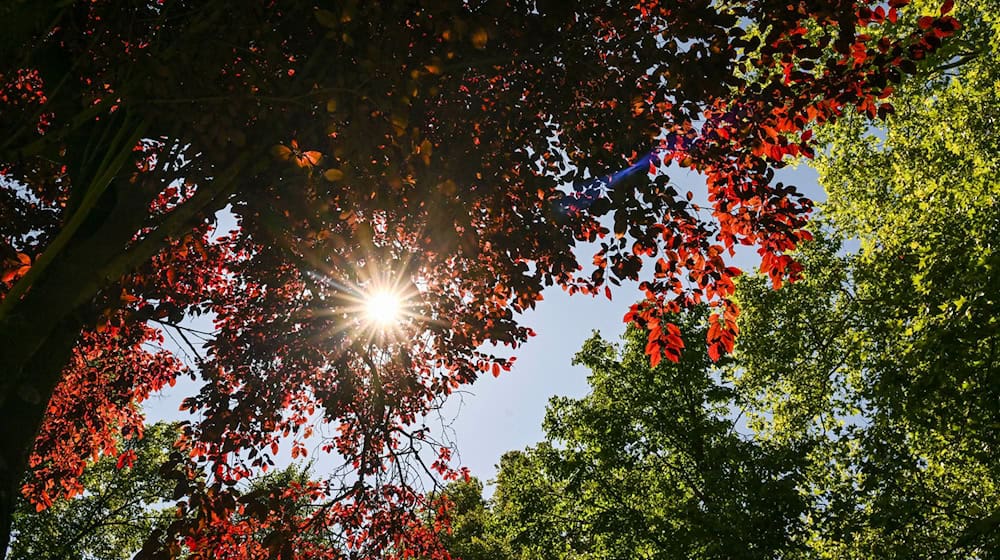 Die Temperaturen werden am Montag noch einmal sommerlich. (Archivbild) / Foto: Jens Kalaene/dpa