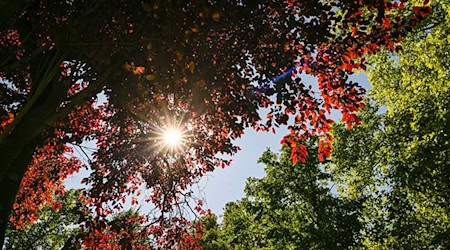 Die Temperaturen werden am Montag noch einmal sommerlich. (Archivbild) / Foto: Jens Kalaene/dpa