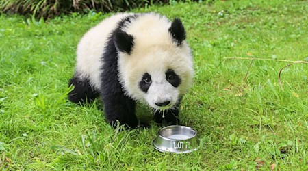 Der Napf ist schnell ausgeschleckt. / Foto: -/Zoo Berlin/dpa