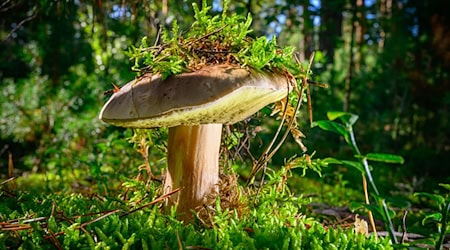 Besonders im Herbst geht es für viele Menschen in Brandenburg zum Pilzesammeln. / Foto: Patrick Pleul/dpa