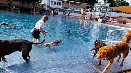 Am ersten Hundeschwimmtag in Berliner Freibädern genießen Tiere und Besitzer das Wasser.  / Foto: Carsten Koall/dpa