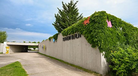 Anfang Dezember 2024 wurde die Krankheit bereits schon einmal bei sieben Tauben im Tierheim nachgewiesen (Archivbild). / Foto: Jens Kalaene/dpa