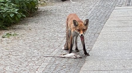 Anwohner melden derzeit verstärkt laute Geräusche - es sind Füchse, die bellen.  / Foto: Caroline Bock/dpa