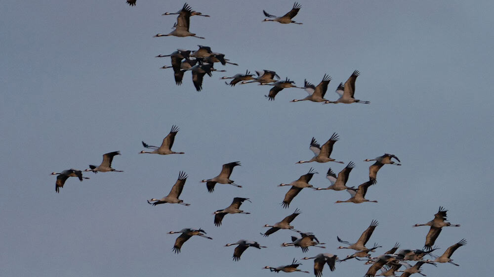 Zehntausende Kraniche rasten jedes Jahr im Linumer Teichgebiet. In diesem Herbst sind die Wildvögel in bislang ungekanntem Ausmaß von der hoch ansteckenden Vogelgrippe betroffen.  / Foto: Georg Moritz/dpa