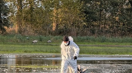 Ein Helfer zieht im Linumer Teichland einen toten Kranich aus dem Wasser, der an der Vogelgrippe gestorben ist. (Foto Handout)  / Foto: Nobert Schneeweiß/Artenkompetenzzentrum Rhinluch/dpa