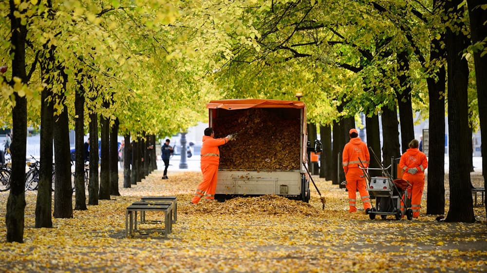 Die BSR sammelt wieder das Laub von den Wegen in Berlin.  / Foto: Bernd von Jutrczenka/dpa