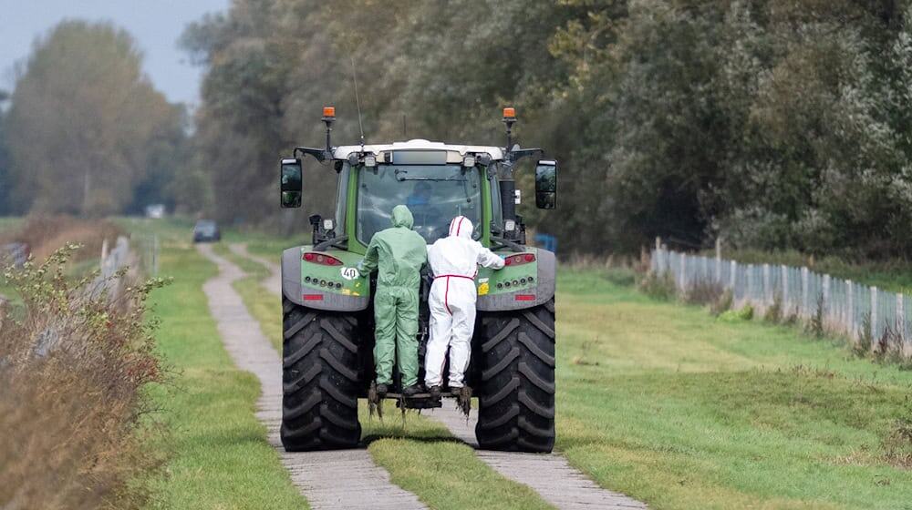 Die Vogelgrippe bedroht die Kraniche im Rastgebiet an den Linumer Teichen.  / Foto: Christophe Gateau/dpa