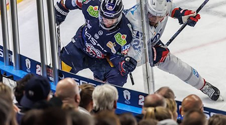 Die Duelle zwischen den Eisbären Berlin und den Adler Mannheim waren zuletzt hart umkämpft. (Archivbild) / Foto: Andreas Gora/dpa Die Duelle zwischen den Eisbären Berlin und den Adler Mannheim waren zuletzt hart umkämpft. (Archivbild) / Foto: Andreas Gora/dpa