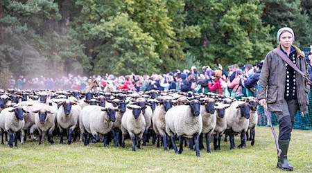 Der Niederlausitzer Almabtrieb ist eine Tradition in Südbrandenburg, die aus den Alpenländern übernommen wurde. / Foto: Frank Hammerschmidt/dpa