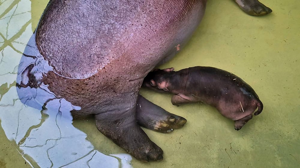 «Mutter Nala lässt ihren kleinen Bullen regelmäßig trinken, das ist ein überaus erfreuliches Zeichen für uns», sagte Zoo- und Tierparkdirektor Andreas Knieriem. / Foto: Zoo Berlin/dpa