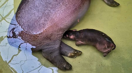 «Mutter Nala lässt ihren kleinen Bullen regelmäßig trinken, das ist ein überaus erfreuliches Zeichen für uns», sagte Zoo- und Tierparkdirektor Andreas Knieriem. / Foto: Zoo Berlin/dpa