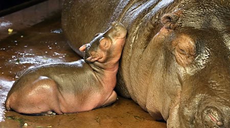 Das kleine Männchen lehnt sich bei Flusspferd-Dame Nala an. / Foto: ---/Zoo Berlin/Tierpark Berlin/dpa