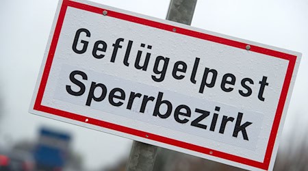 Die Gefahr steigt: Es gibt neue Geflügelpest-Fälle in Brandenburg und im benachbarten Mecklenburg-Vorpommern.  / Foto: Stefan Sauer/dpa-Zentralbild/dpa