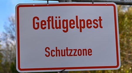 Die Geflügelpest breitet sich auch in Brandenburg weiter aus. Es gibt nun einen zweiten Fall in einem Mastbetrieb. (Symbolbild)  / Foto: Patrick Pleul/dpa-Zentralbild/dpa