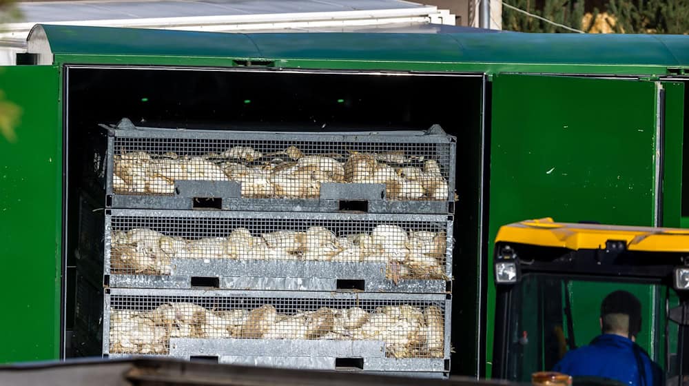 Nach dem Geflügelpest-Ausbruch in Neuhardenberg werden die Enten in einer Box mit Gas getötet.  / Foto: Frank Hammerschmidt/dpa Nach dem Geflügelpest-Ausbruch in Neuhardenberg werden die Enten in einer Box mit Gas getötet.  / Foto: Frank Hammerschmidt/dpa