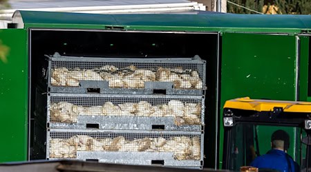 Nach dem Geflügelpest-Ausbruch in Neuhardenberg werden die Enten in einer Box mit Gas getötet.  / Foto: Frank Hammerschmidt/dpa Nach dem Geflügelpest-Ausbruch in Neuhardenberg werden die Enten in einer Box mit Gas getötet.  / Foto: Frank Hammerschmidt/dpa