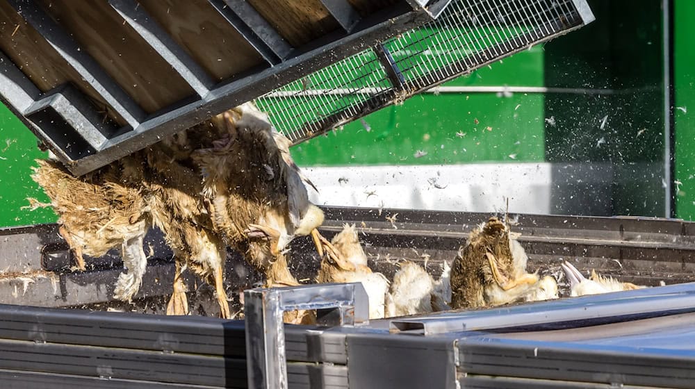 Wegen der Geflügelpest müssen in Deutschland derzeit viele Tausend Hühner, Gänse, Enten und Puten gekeult werden. / Foto: Frank Hammerschmidt/dpa Wegen der Geflügelpest müssen in Deutschland derzeit viele Tausend Hühner, Gänse, Enten und Puten gekeult werden. / Foto: Frank Hammerschmidt/dpa