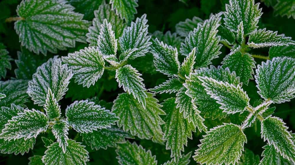 Zum Wochenende erwarten Berlin und Brandenburg tagsüber milde Temperaturen - nachts kann es frostig werden. (Symbolbild) / Foto: Patrick Pleul/dpa